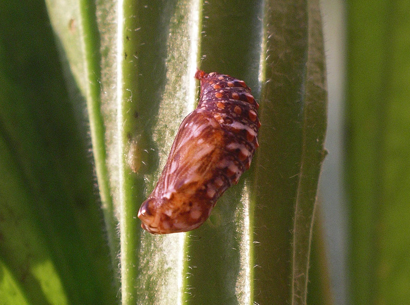 Bruco di melitaea athalia?